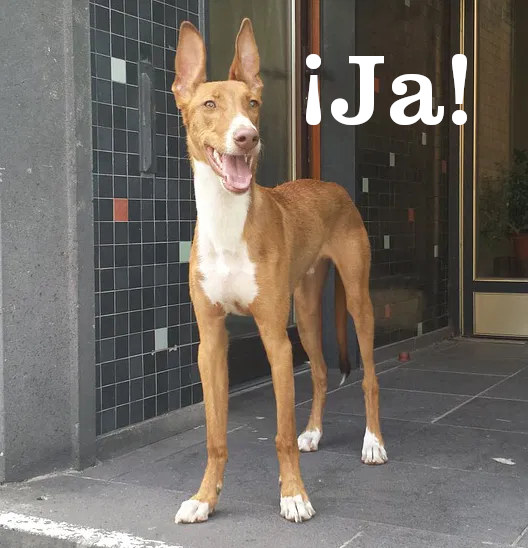 Podenco Andaluz